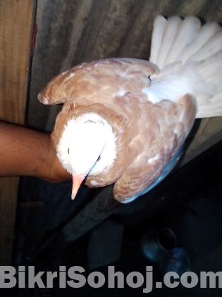 দেশি কবুতর